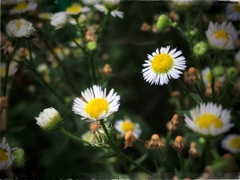道端の花