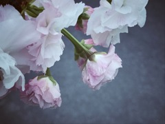 また明日…また…明日。