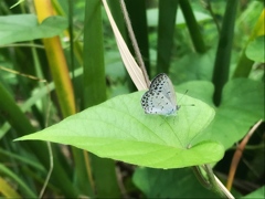 ♡の葉っぱの上で