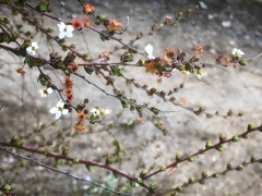 雪柳