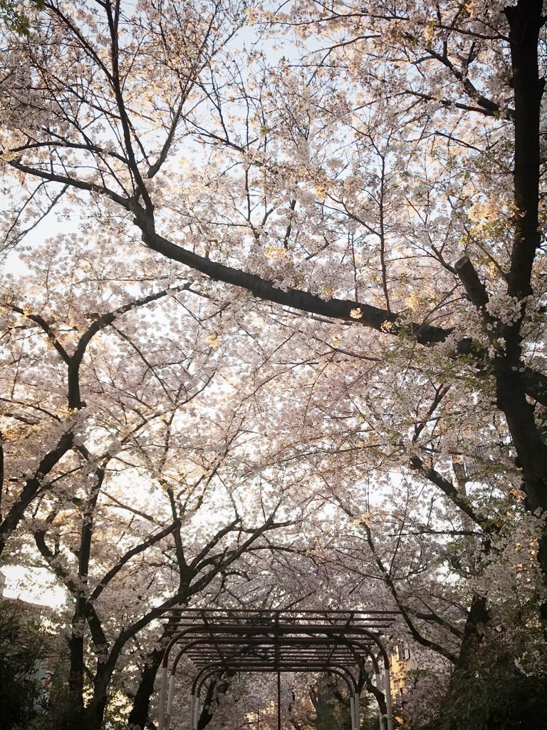 桜のトンネル