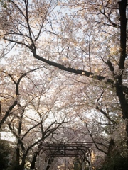 桜のトンネル
