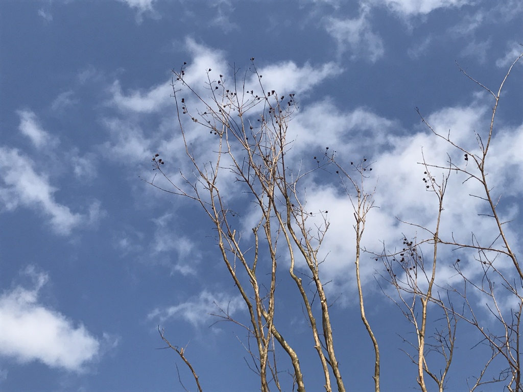 空と枝