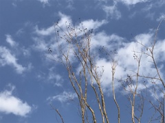 空と枝