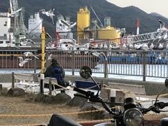 カモメとおじさん