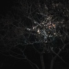 梅の花