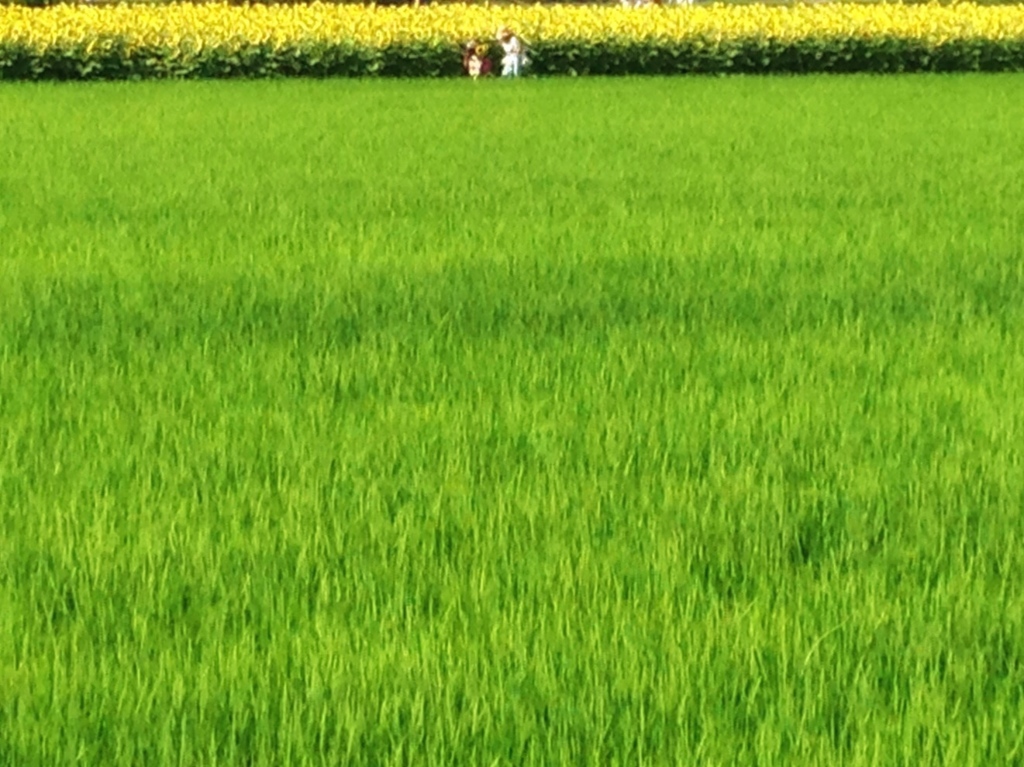 七月