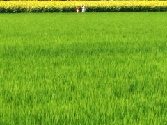 七月