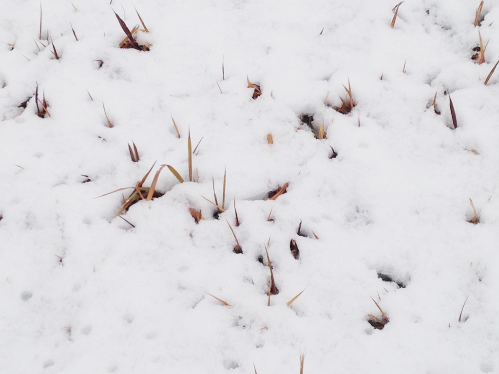 一日だけの雪