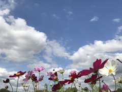 空と秋桜