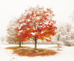雪と紅葉