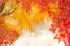 雪と紅葉２