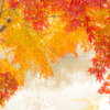 雪と紅葉２