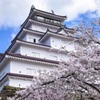 桜と城