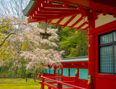 葉桜