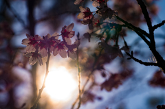 太陽と桜