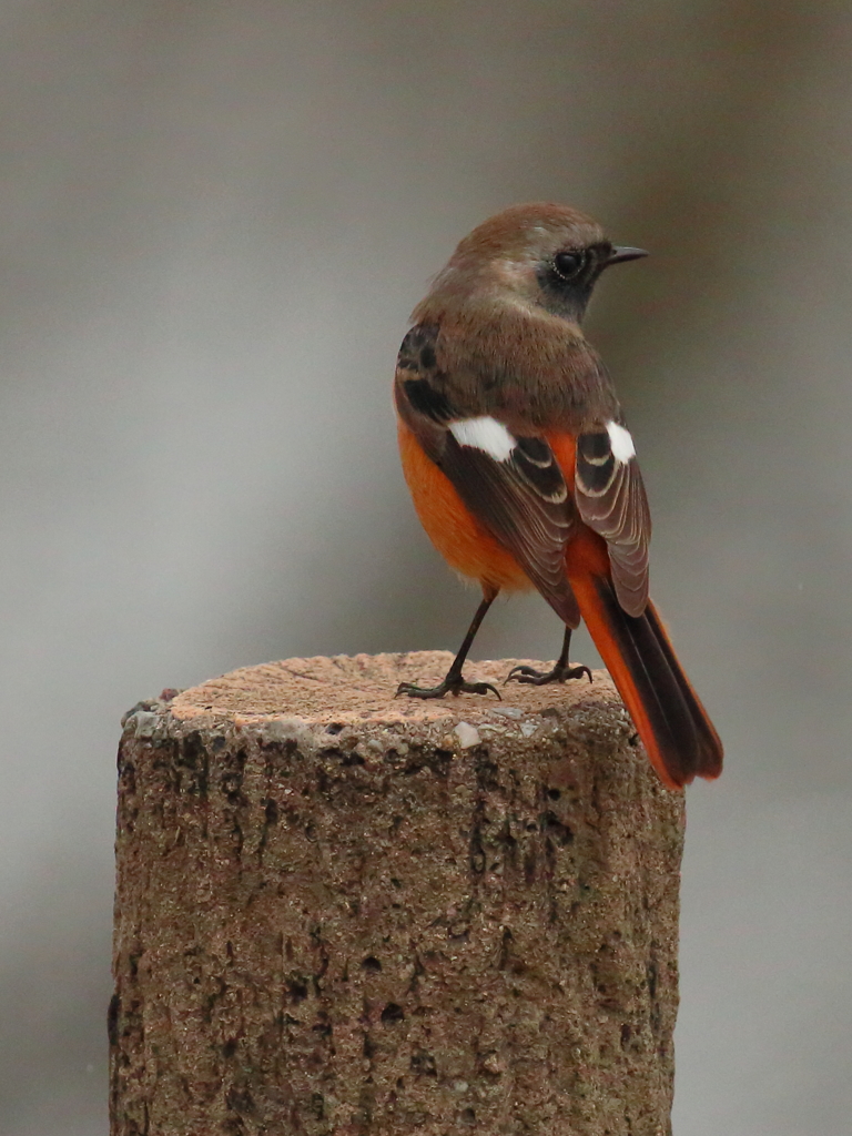 ２月１３日のジョウビタキ