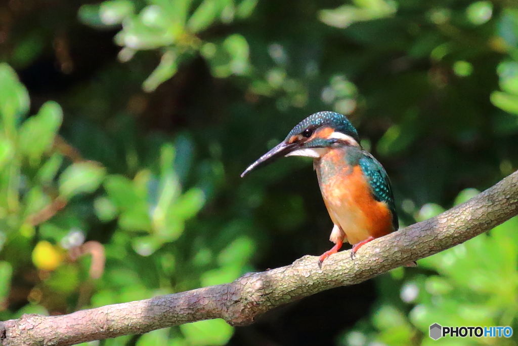 ひさかわ（久々のカワちゃん）
