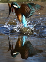 葉っぱが刺さったあ！