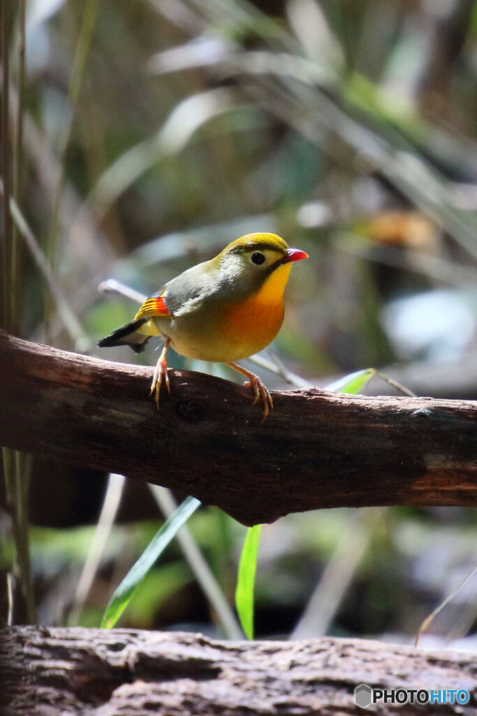 ソウシチョウ①