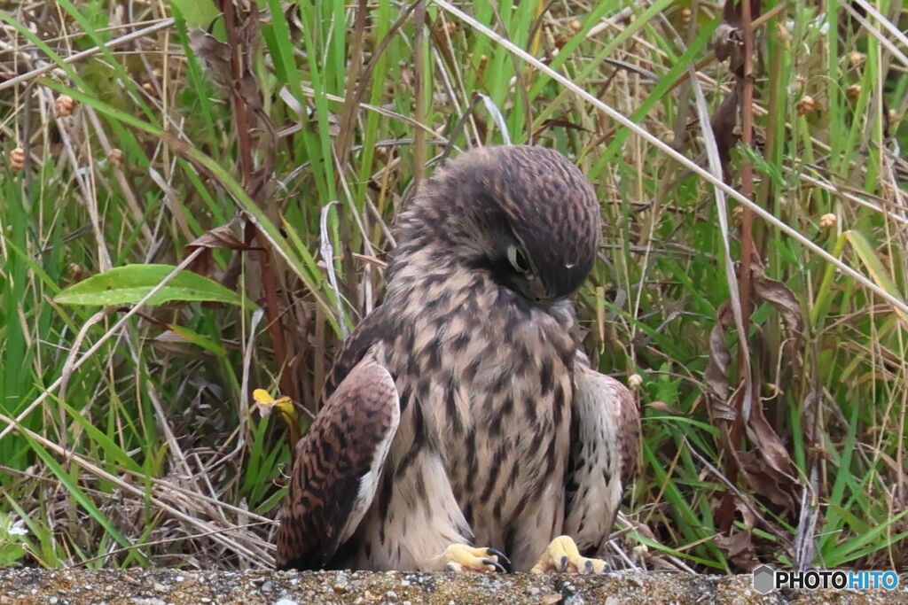 ちょい悪　チョウゲンボウ？