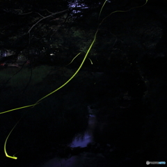 蛍の軌跡➀