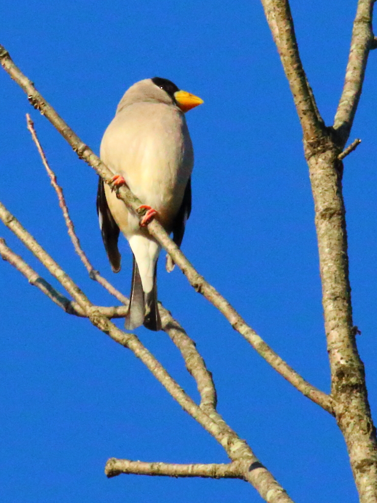 初めてのイカル