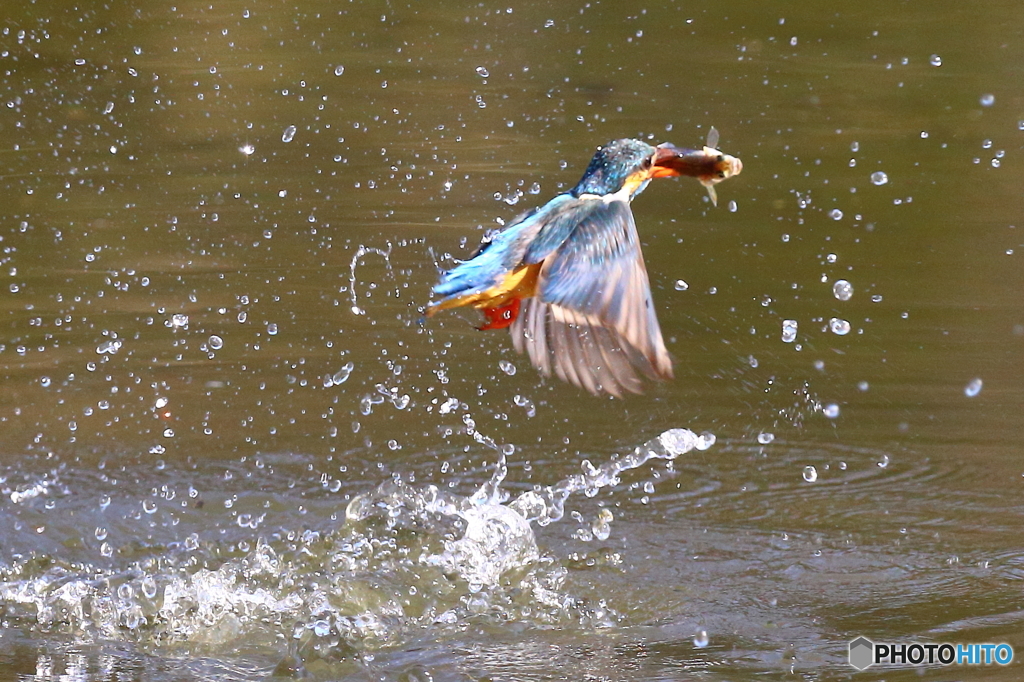 モーニングは大物
