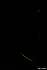 涼しくて蛍も出てこず