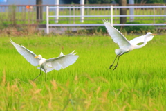 バンザイサギ