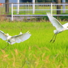 バンザイサギ