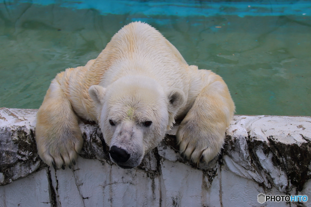 シロクマには暑すぎる