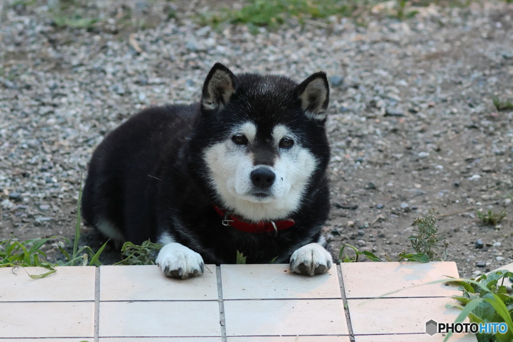 コタ君　蚊に刺される