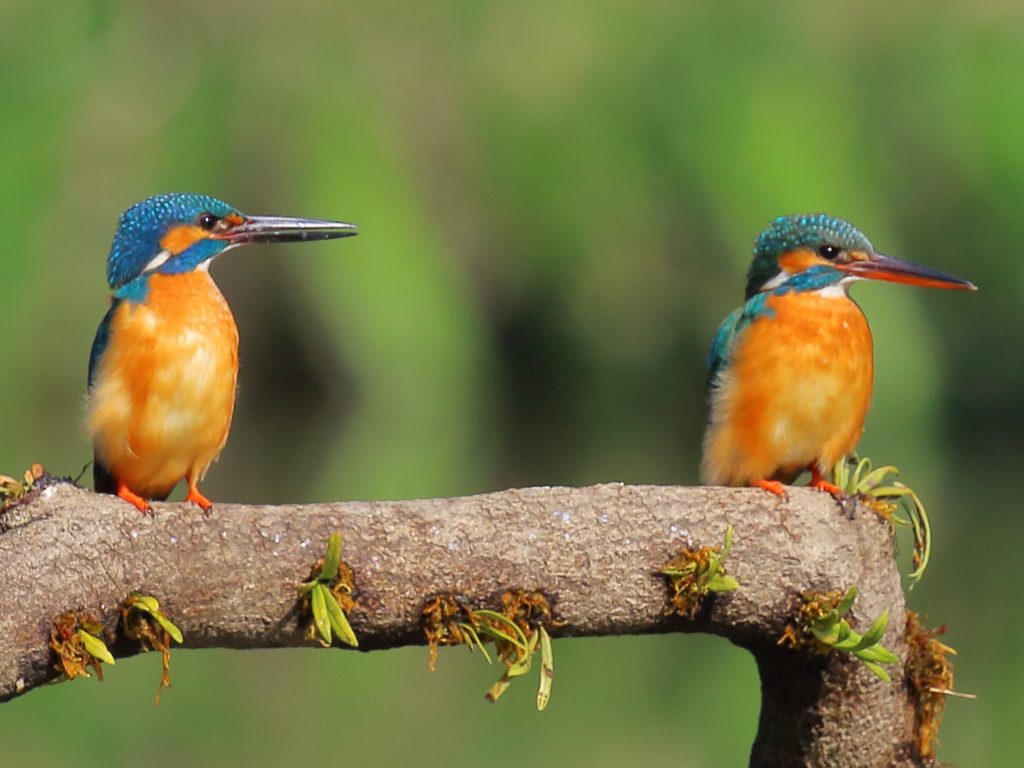 とりあえず並んだが、