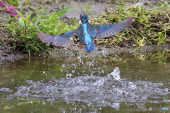 残暑カワセミ