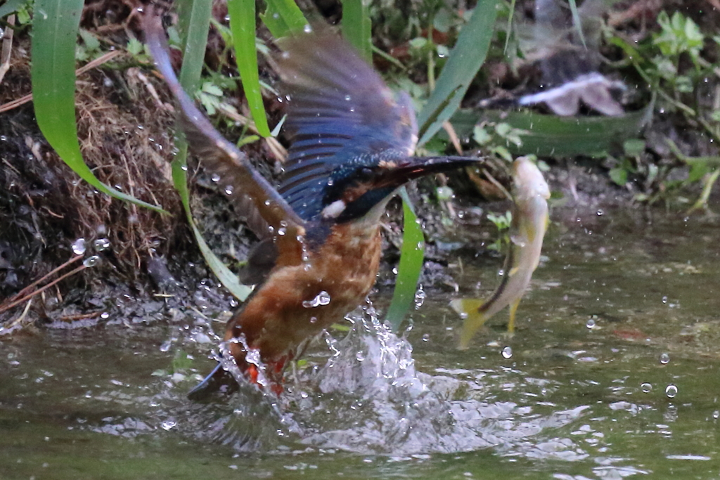 逃した魚はデカい！