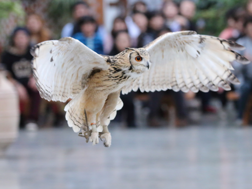 ベンガルワシミミズク２