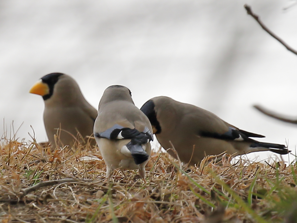 手を後ろで組んで井戸端会議