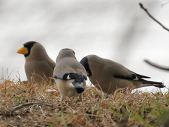 手を後ろで組んで井戸端会議