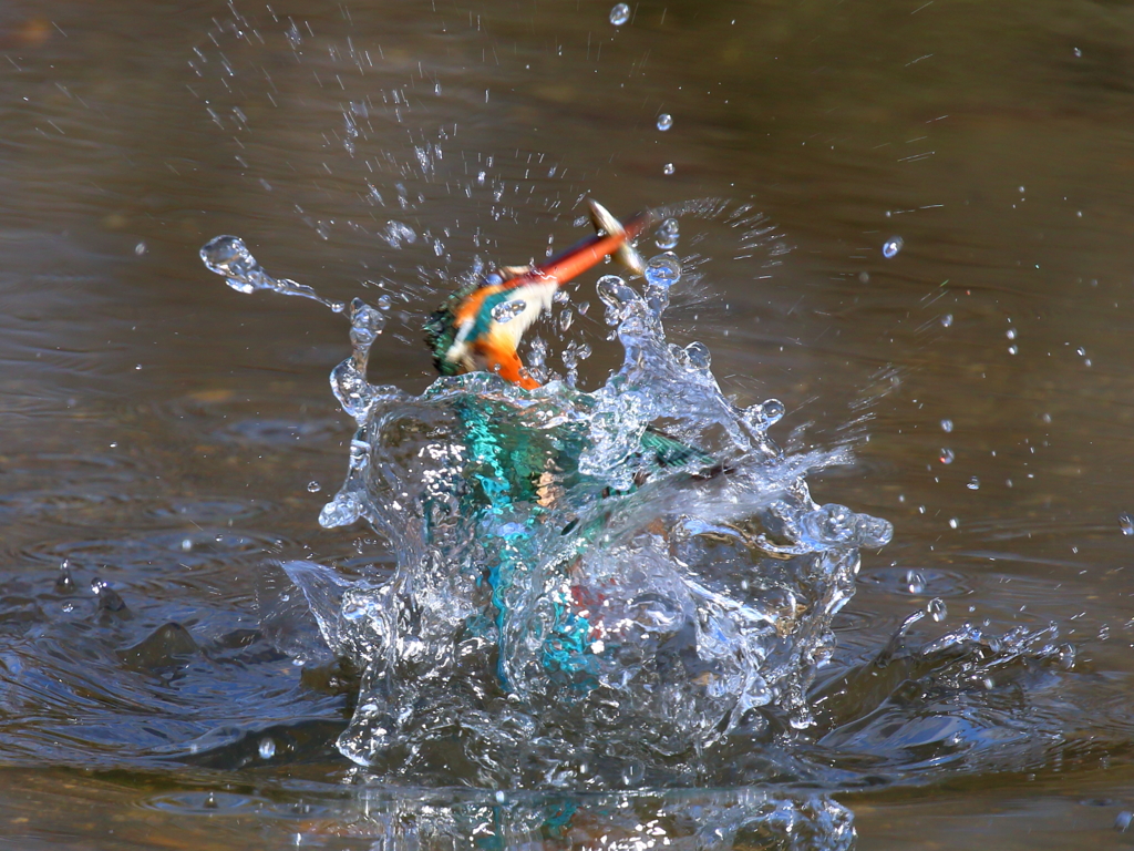 池の水を身に纒う
