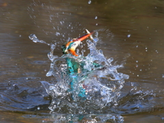 池の水を身に纒う