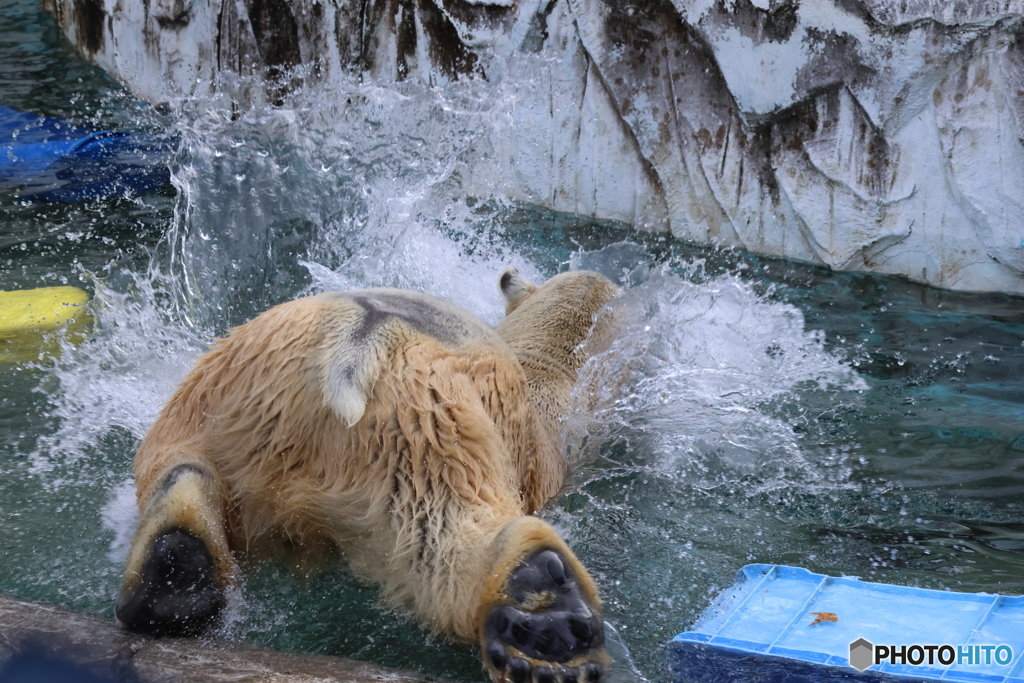 22025.11ZOO　D4A9499