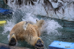 22025.11ZOO　D4A9499