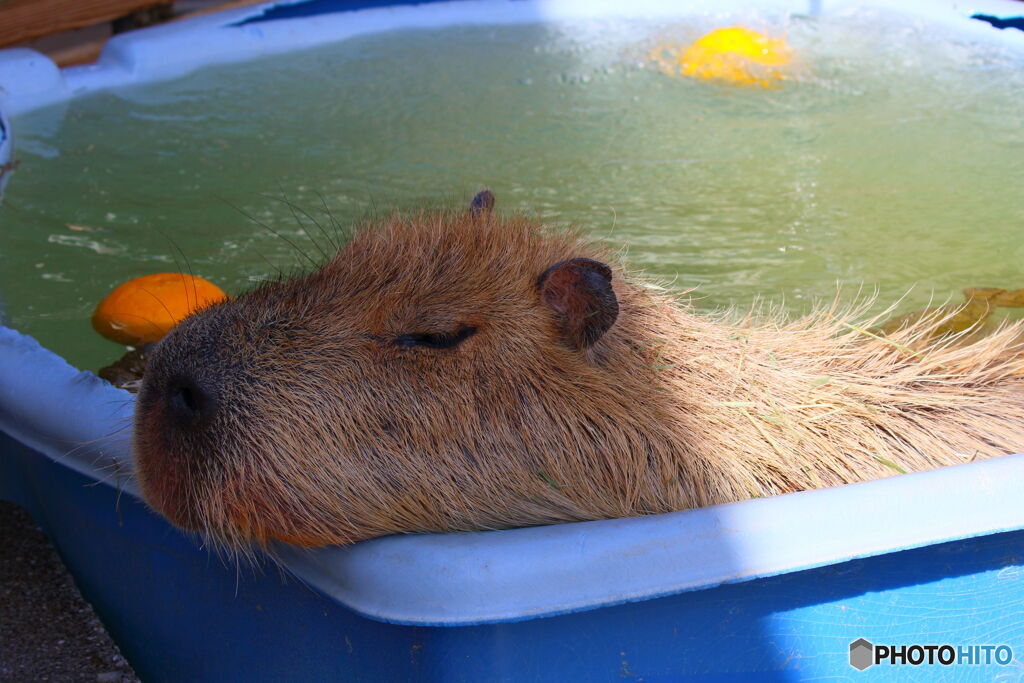 のんほいカピパラ♨温泉４０℃