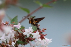 まるで空中空輸機