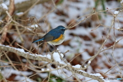 雪の中のルリビタキ