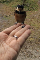 ヤマガラきたぁ！２