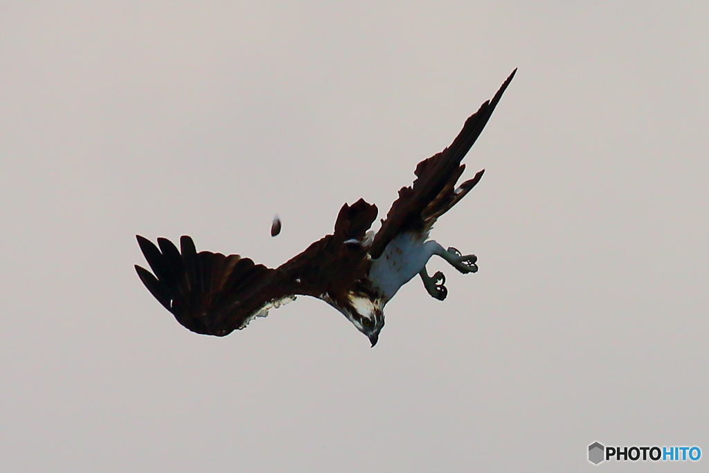 早すぎて　羽抜ける