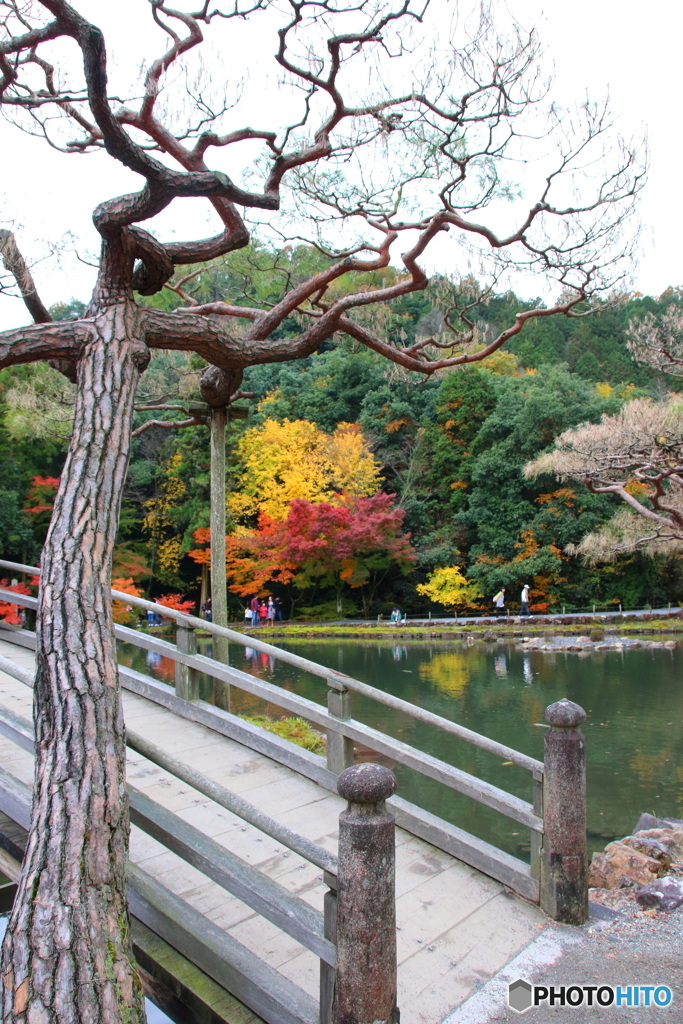虎渓山紅葉　橋