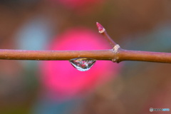 山茶花と雫